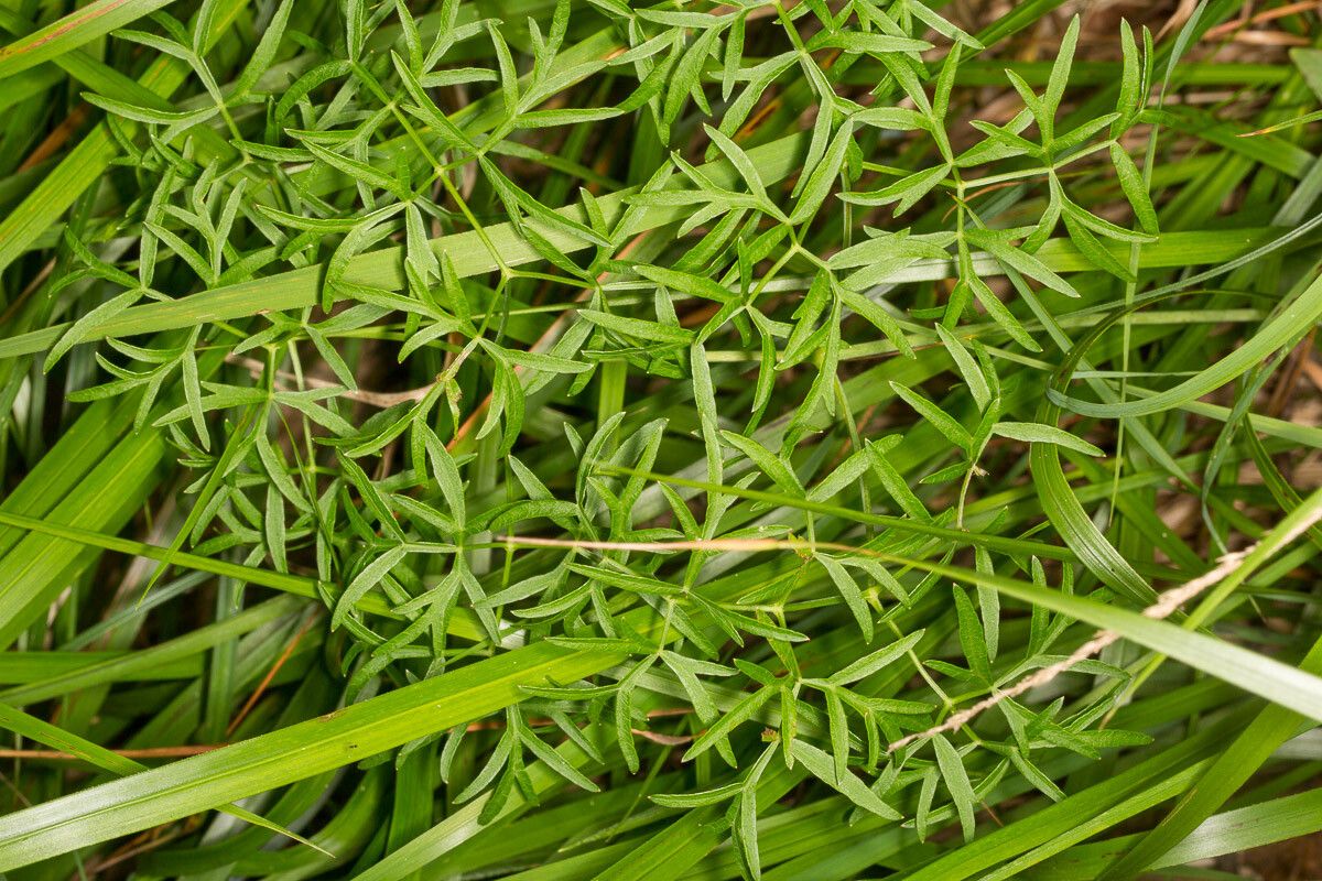 Laserpitium peucedanoides leaf