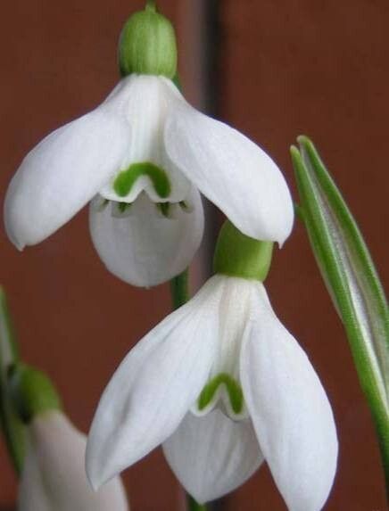 Galanthus rizehensis flower