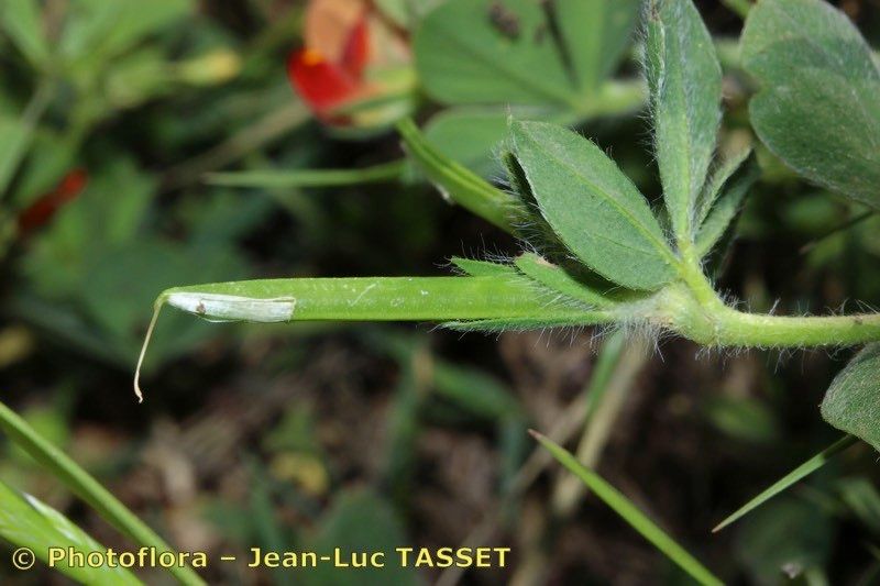 Lotus conjugatus fruit