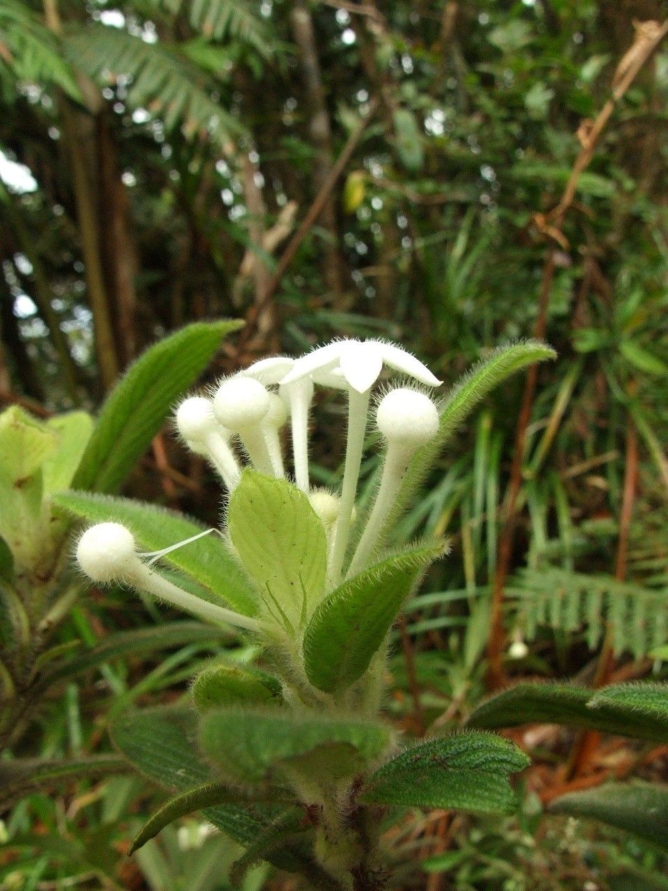 Psychotria pulchrebracteata flower