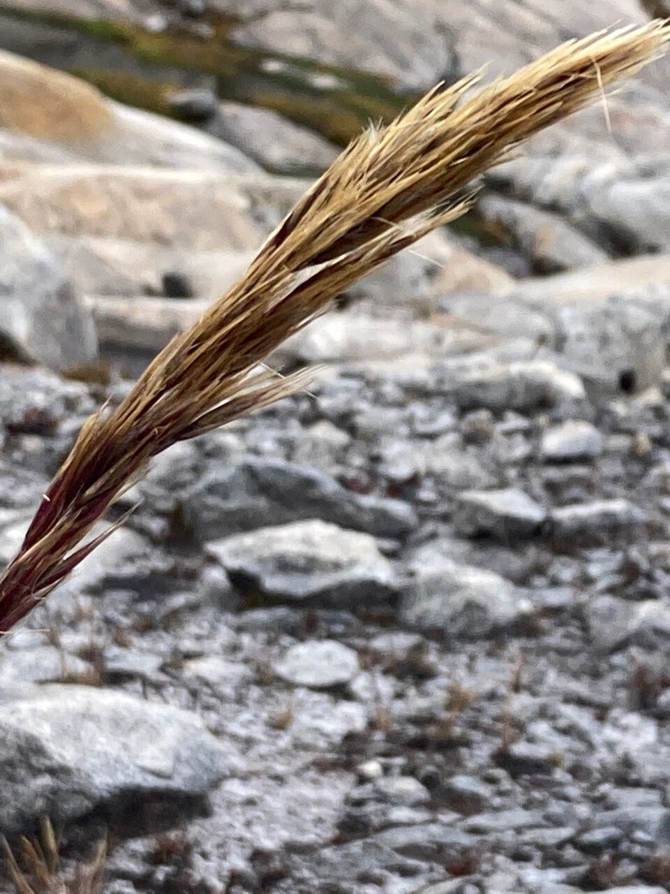 Cortaderia pungens flower