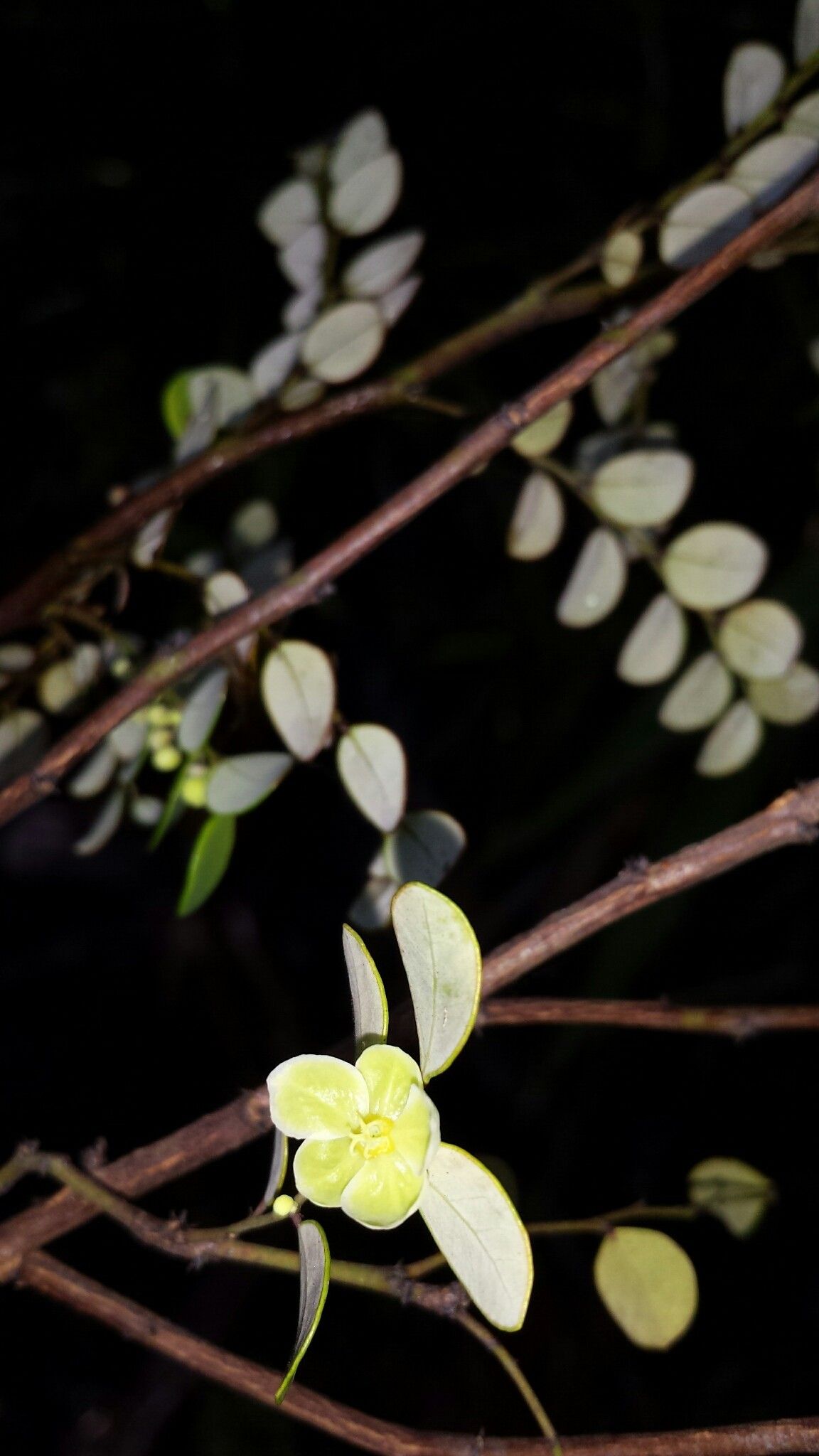 Phyllanthus madagascariensis flower