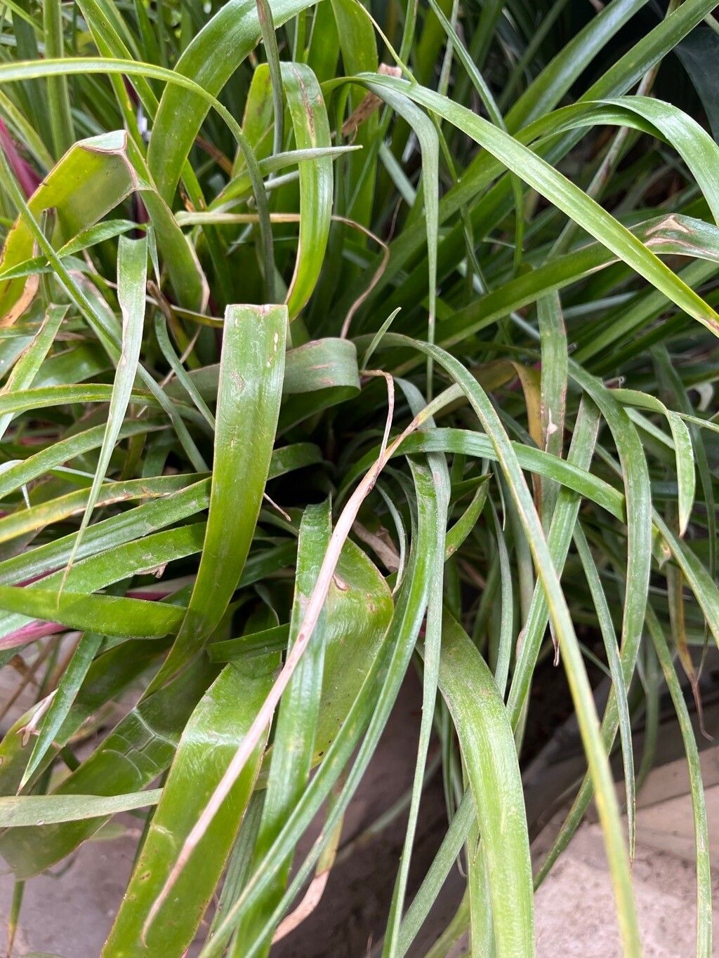 Billbergia eloisiae — search result for 'Billbergia'