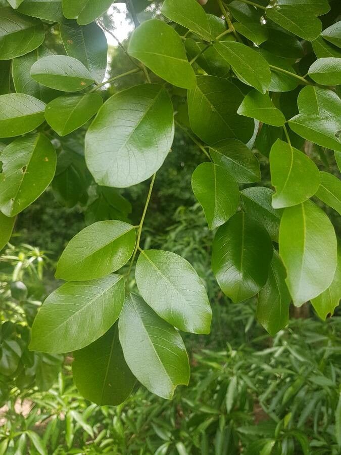 Pterocarpus rohrii leaf