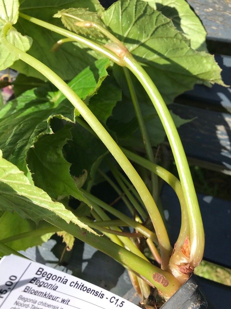 Begonia chitoensis bark