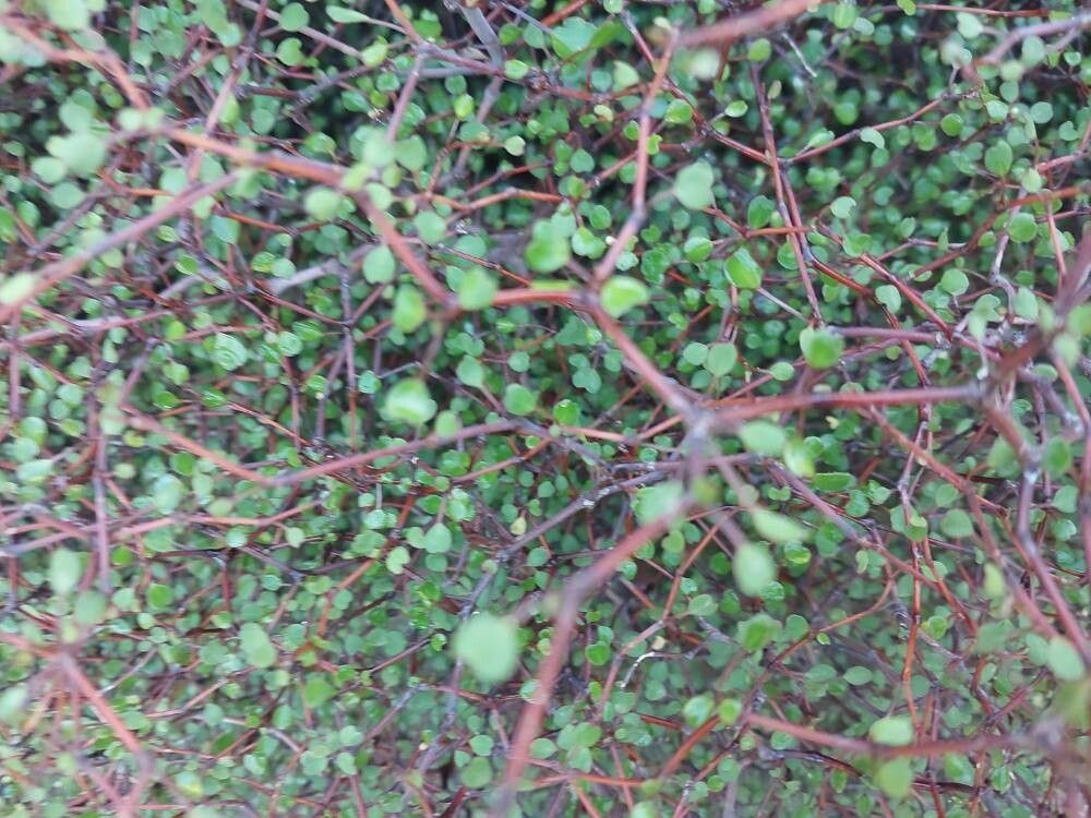 Muehlenbeckia astonii