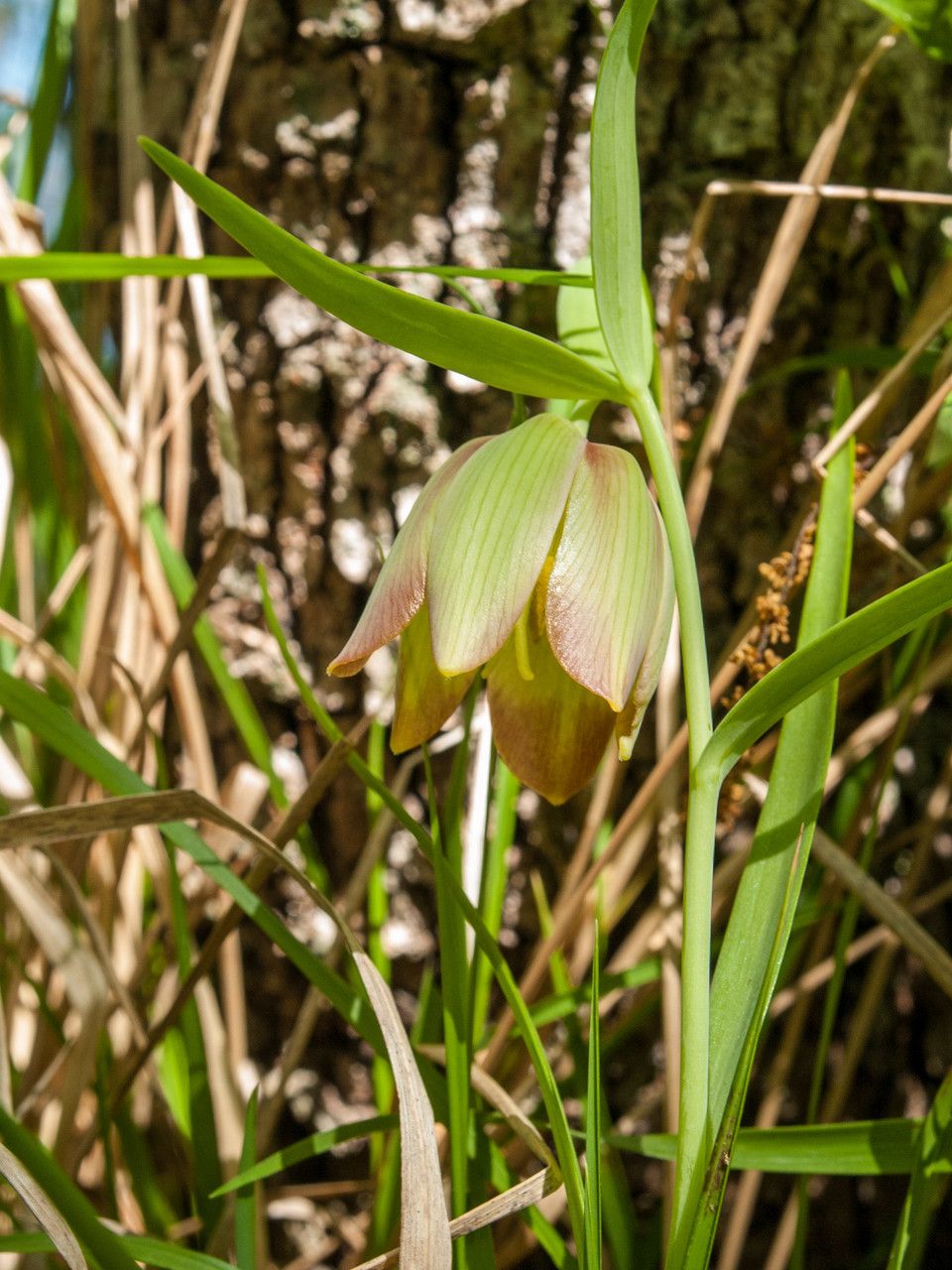 Fritillaria pontica flower