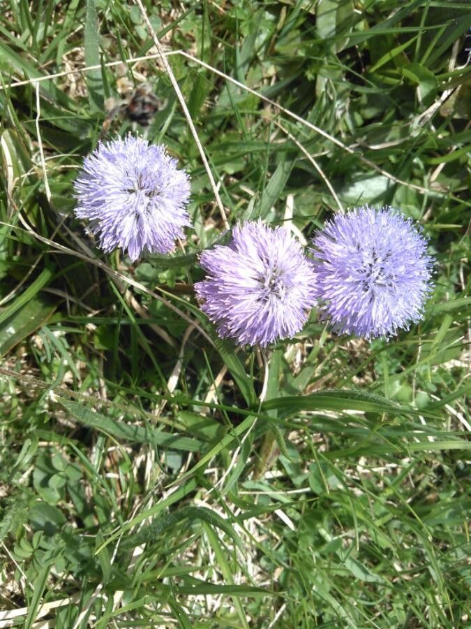 Globularia bisnagarica flower