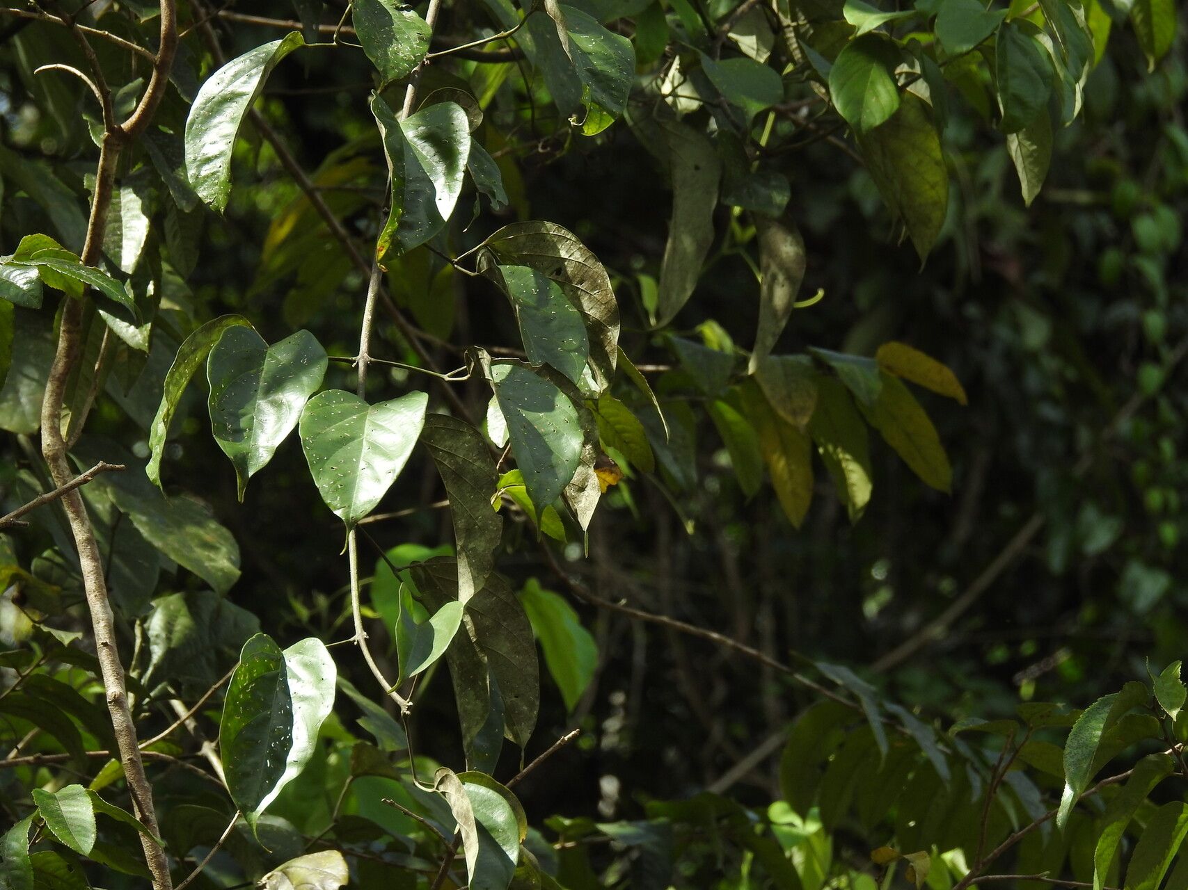 Fridericia trailii — houseplant care guide