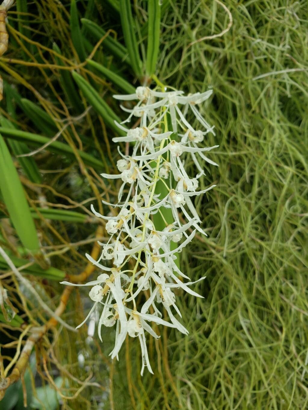 Dendrobium wassellii flower