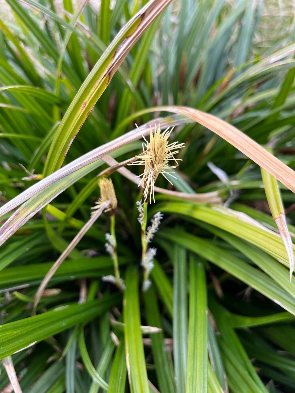Carex foliosissima flower