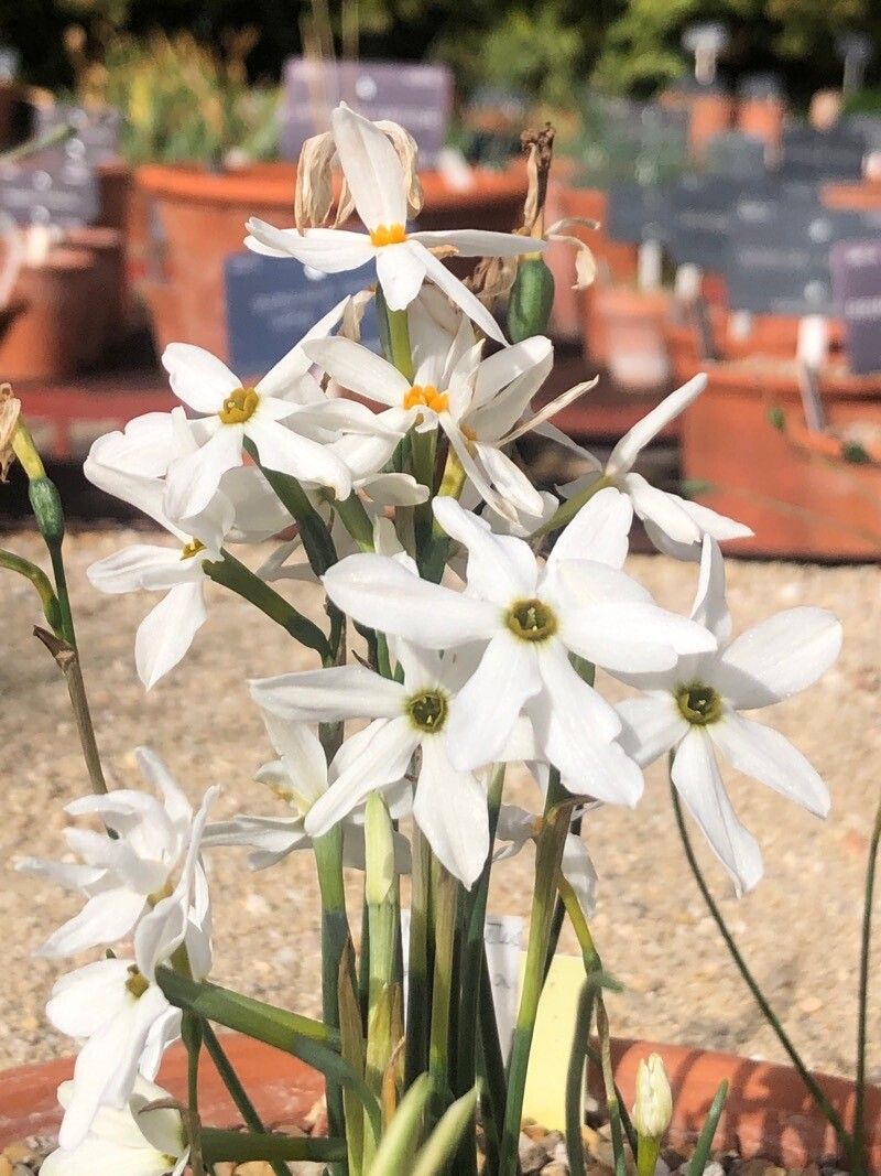 Narcissus obsoletus flower
