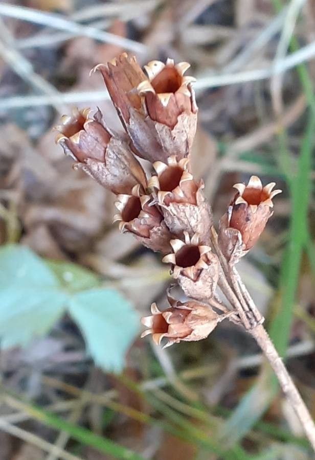 Primula elatior fruit