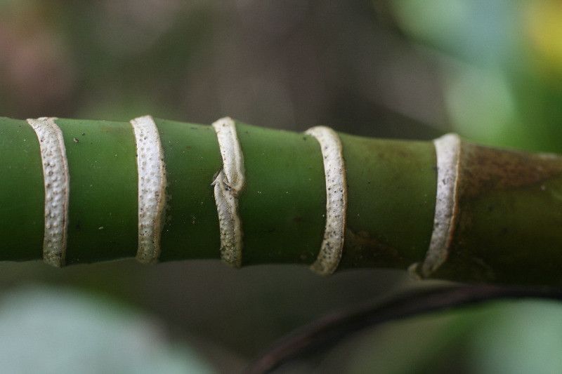 Montrichardia arborescens bark