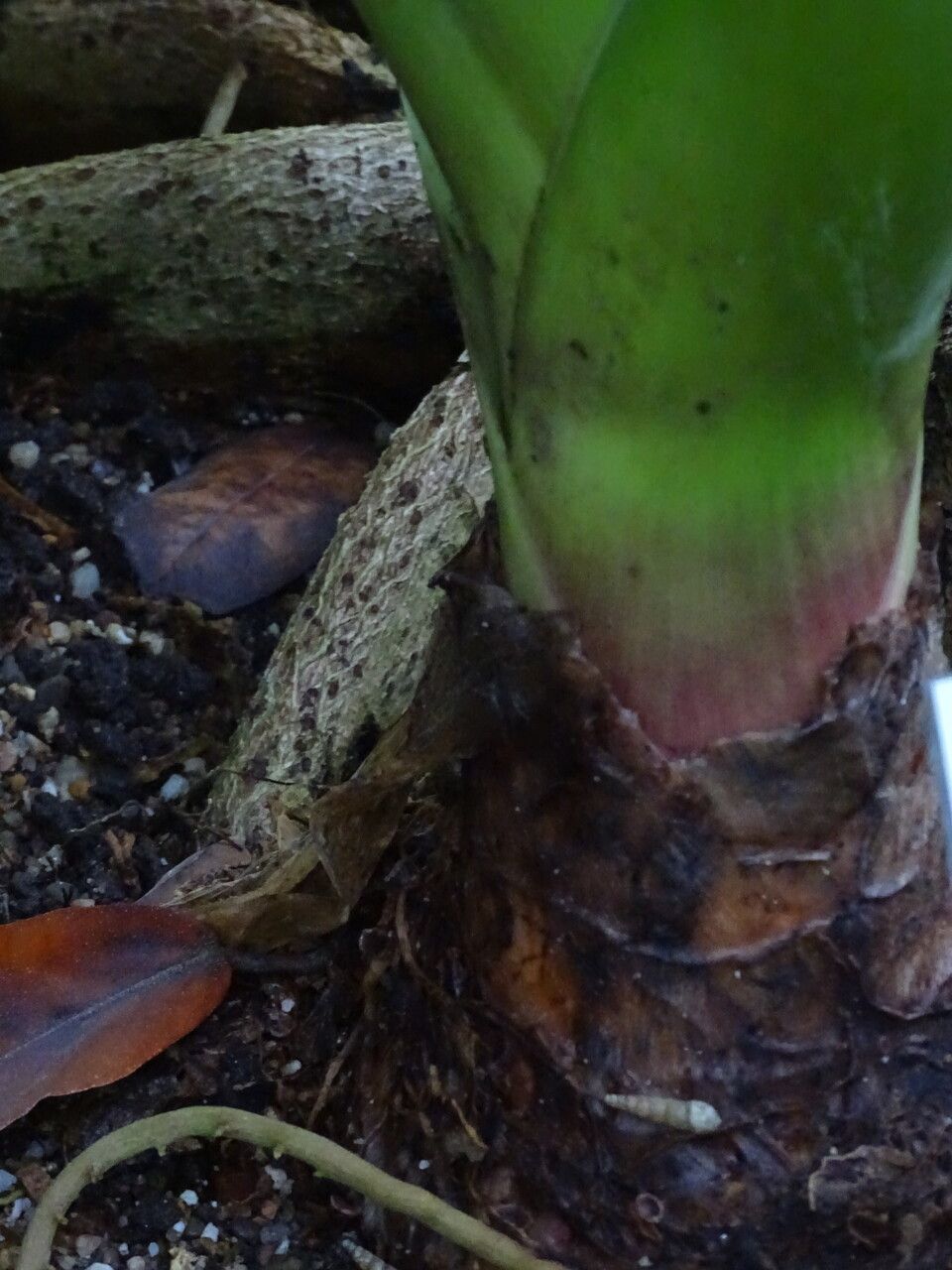 Crinum mauritianum bark