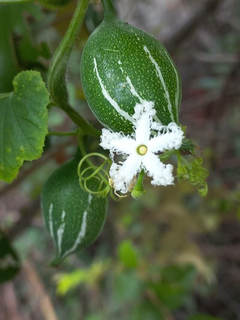 Trichosanthes kirilowii flower
