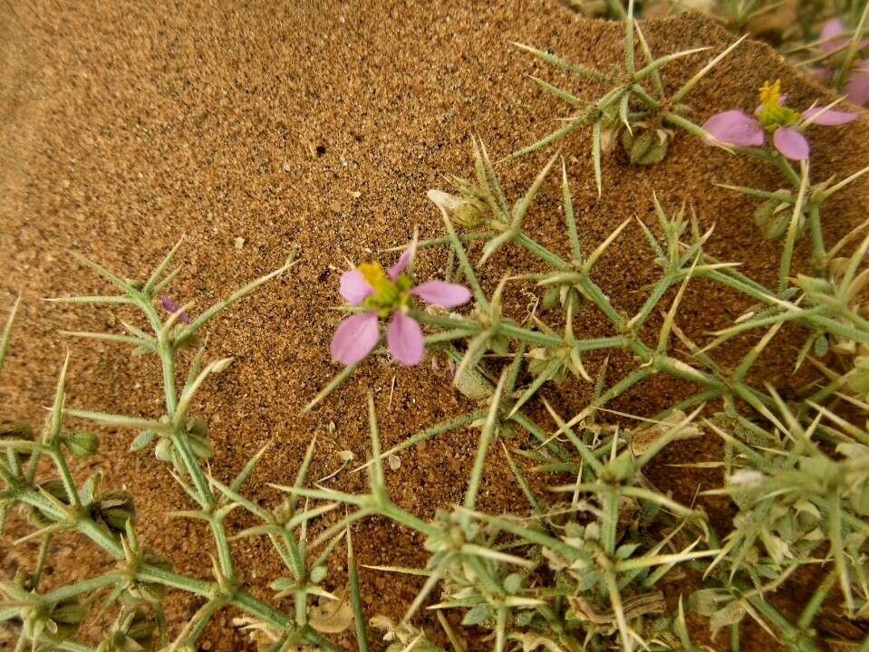 Zygophyllum indicum flower