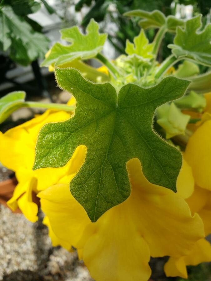 Uncarina peltata leaf