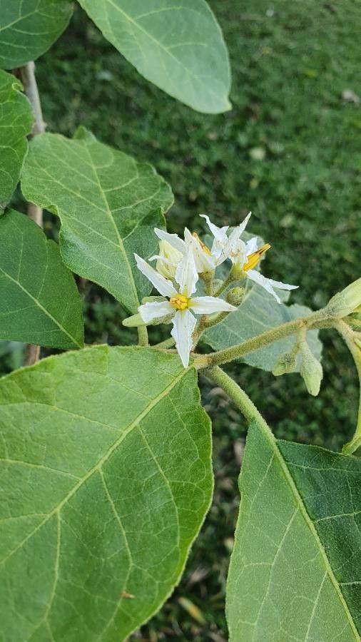 Solanum lanceifolium flower