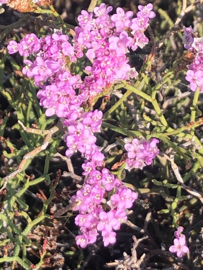 Limonium tuberculatum flower