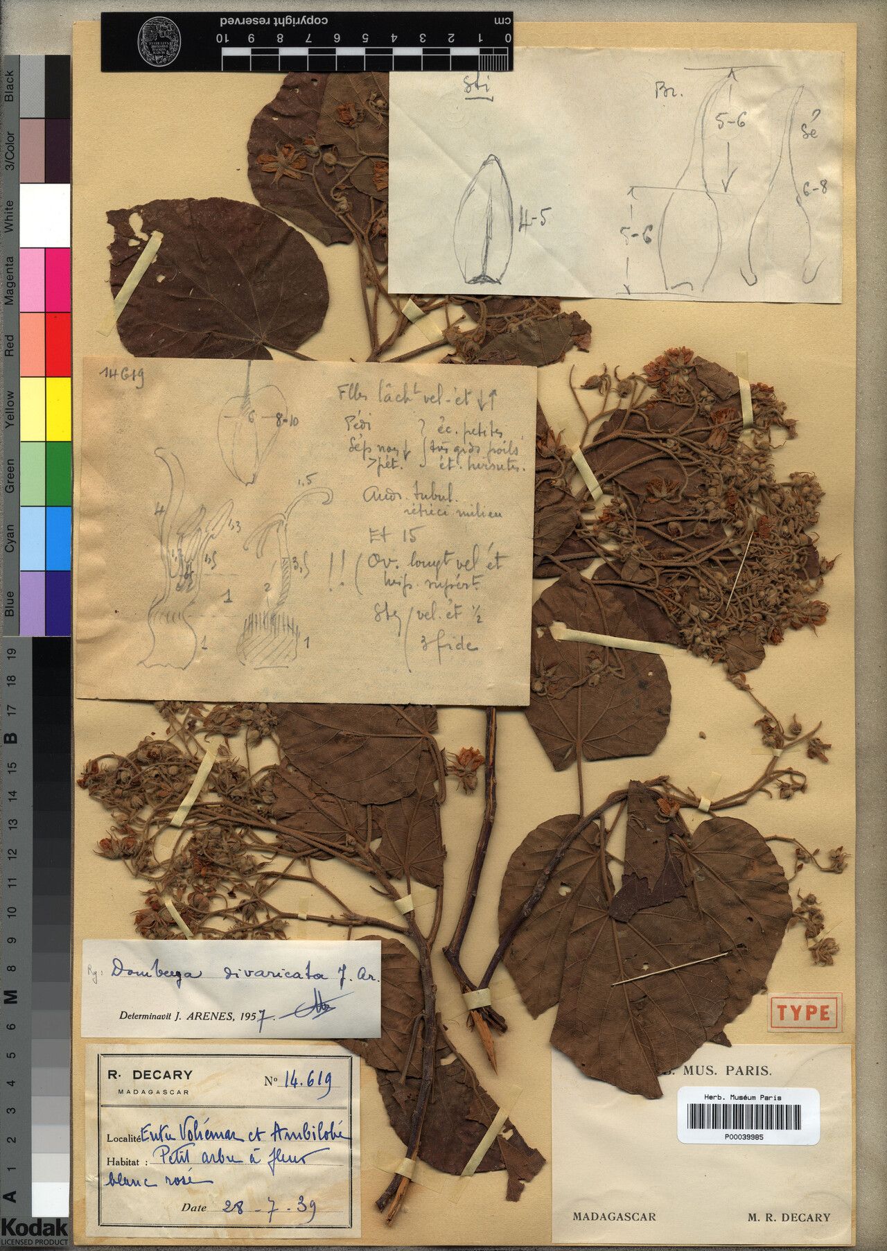 Dombeya divaricata — houseplant care guide