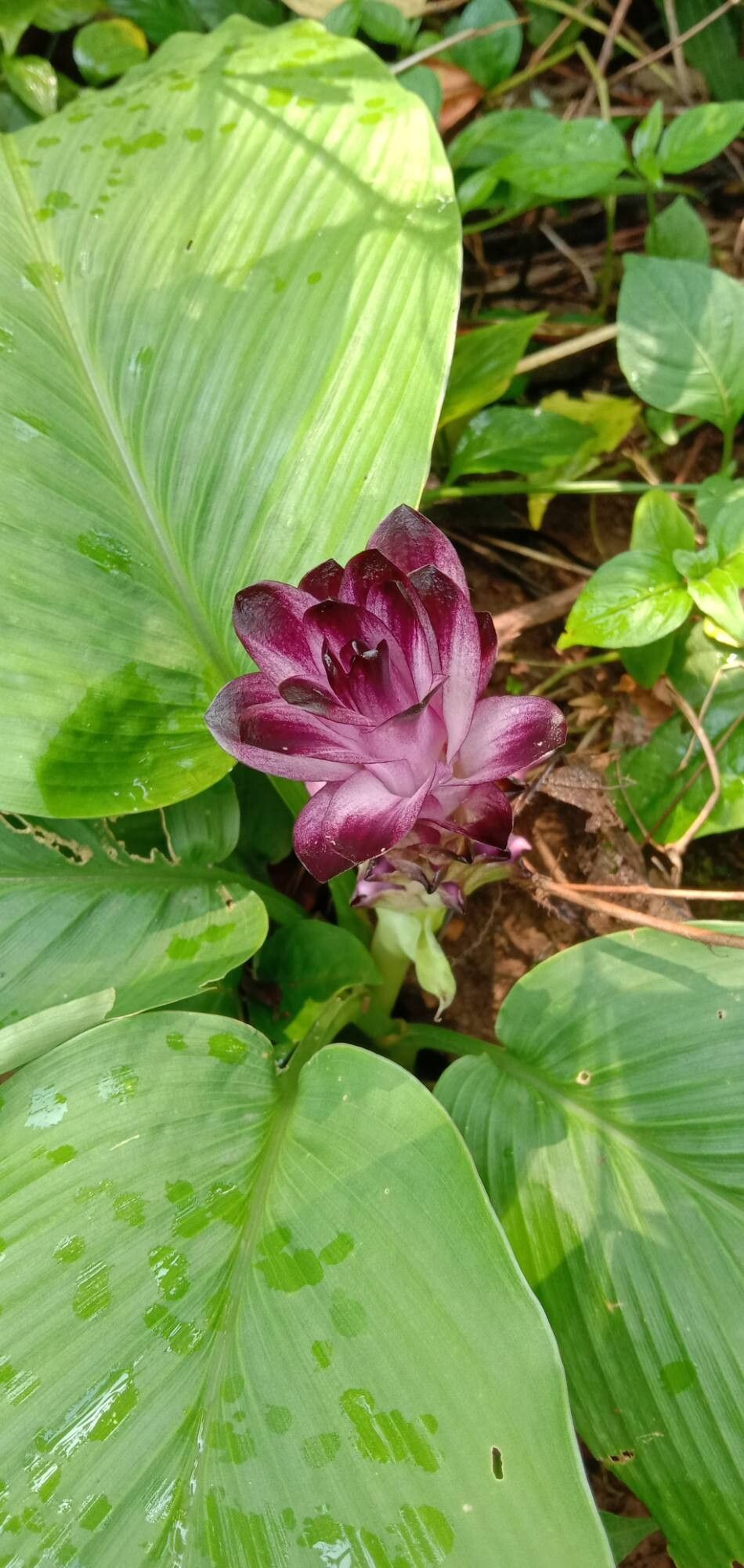 Curcuma decipiens flower