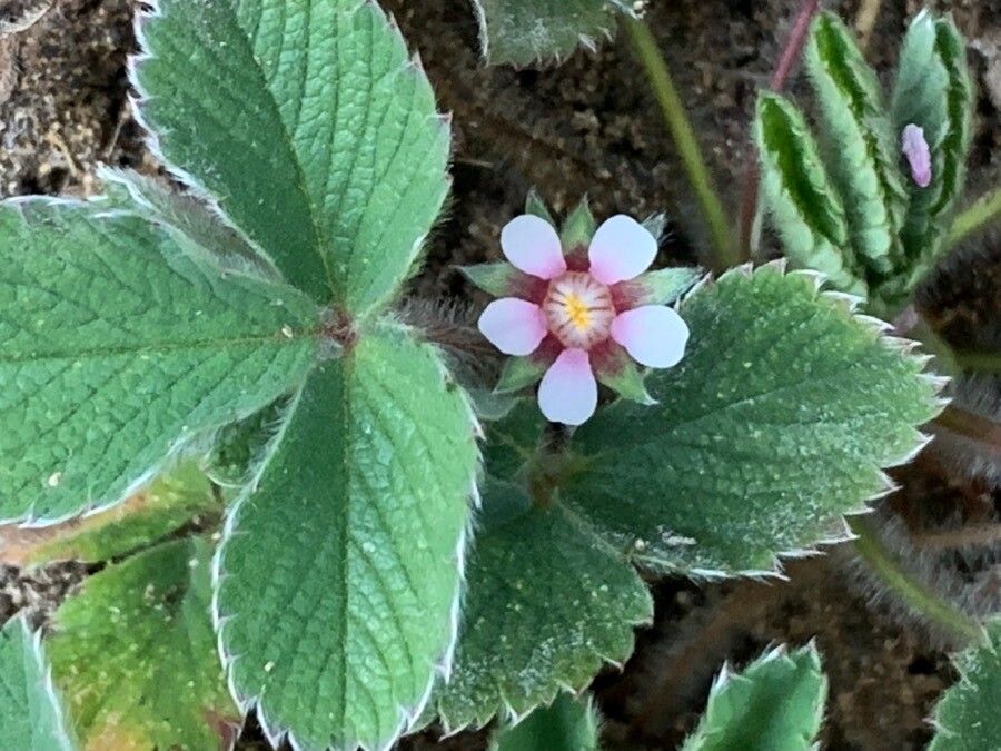 Potentilla micrantha flower