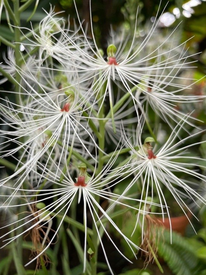 Habenaria medusa flower
