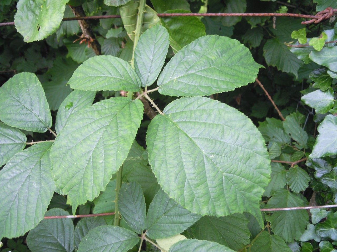Rubus troiensis — houseplant care guide