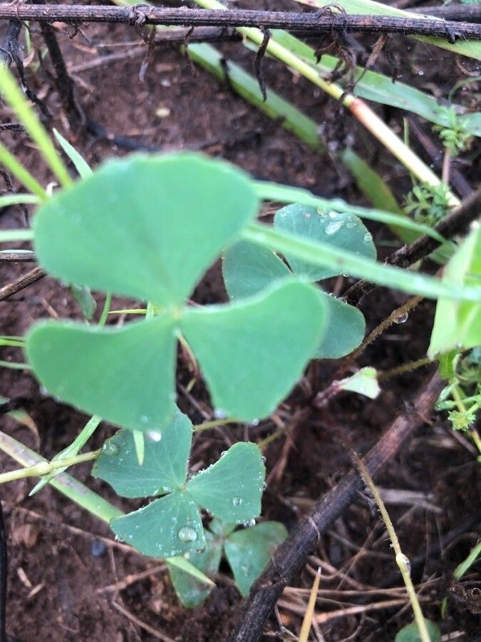 Marsilea macropoda leaf