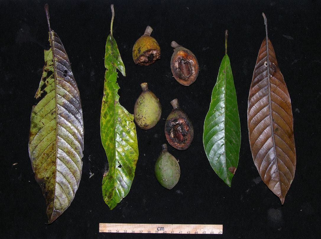 Pradosia atroviolacea fruit