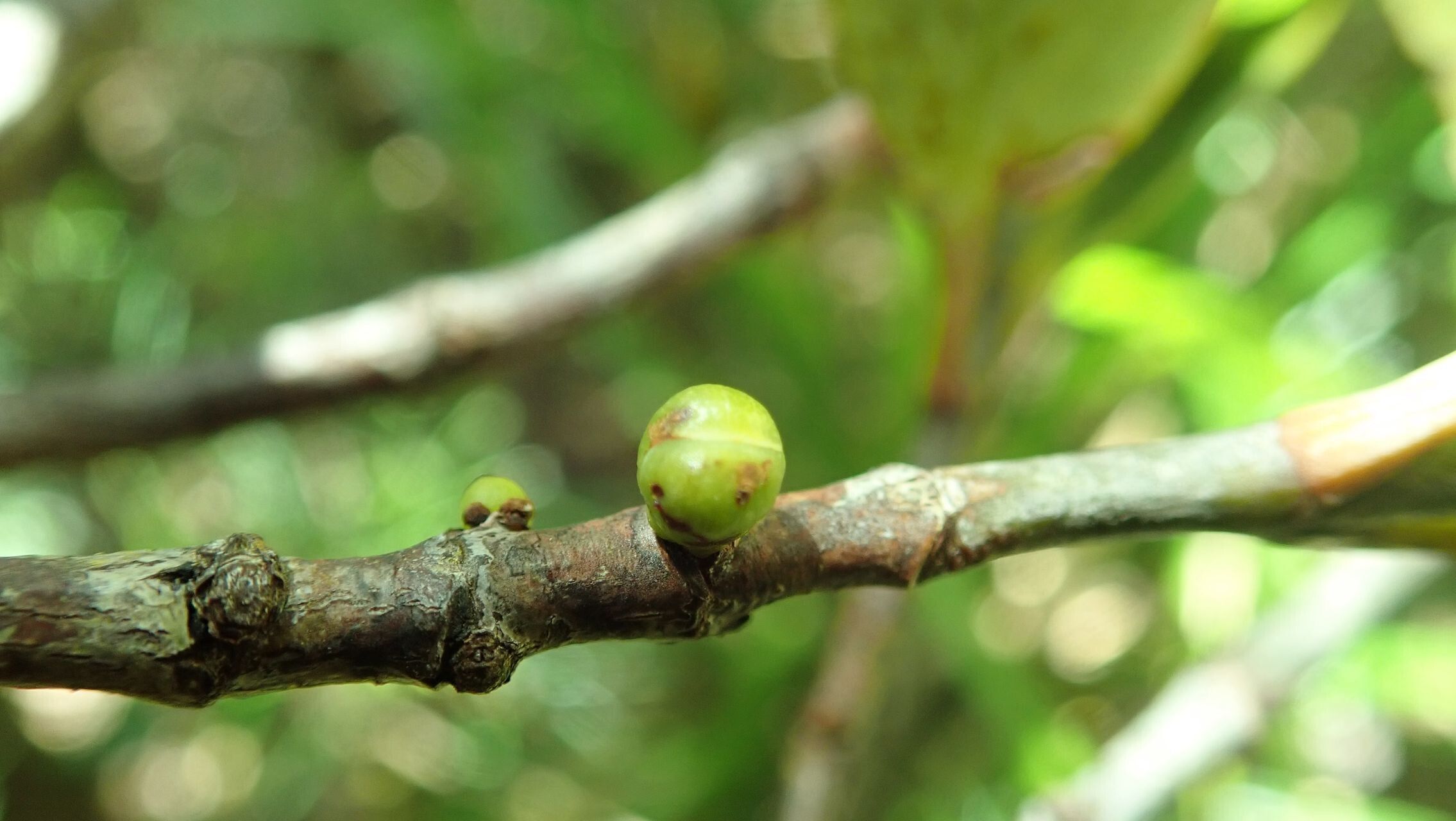 Garcinia hennecartii fruit