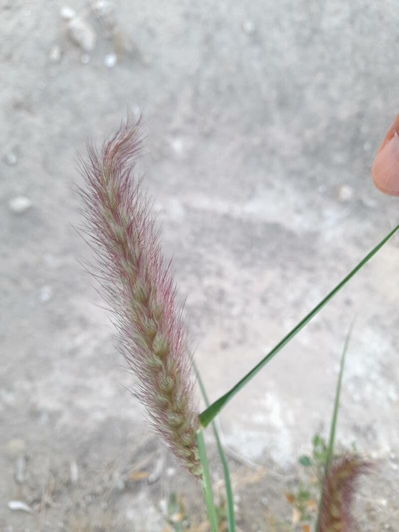 Pennisetum flaccidum flower