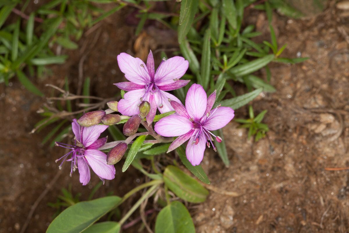 Epilobium fleischeri flower