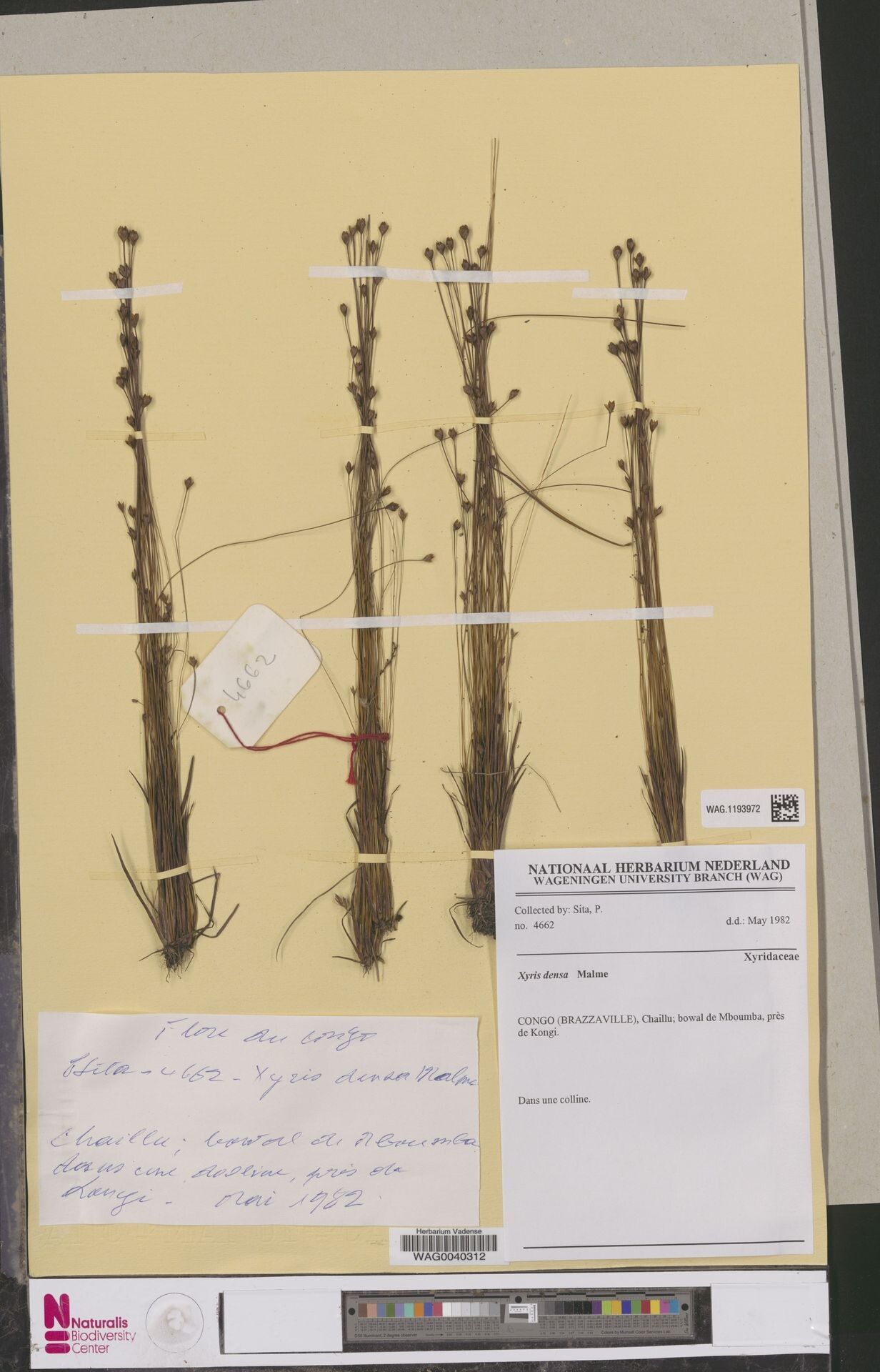 Xyris densa — houseplant care guide