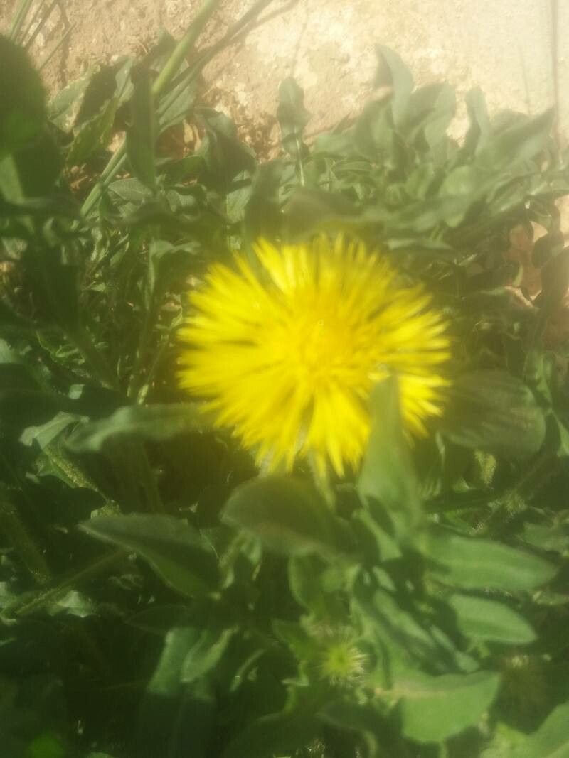 Centaurea involucrata flower