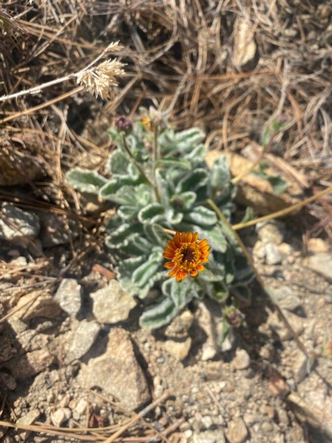 Hulsea vestita — related species from the same genus