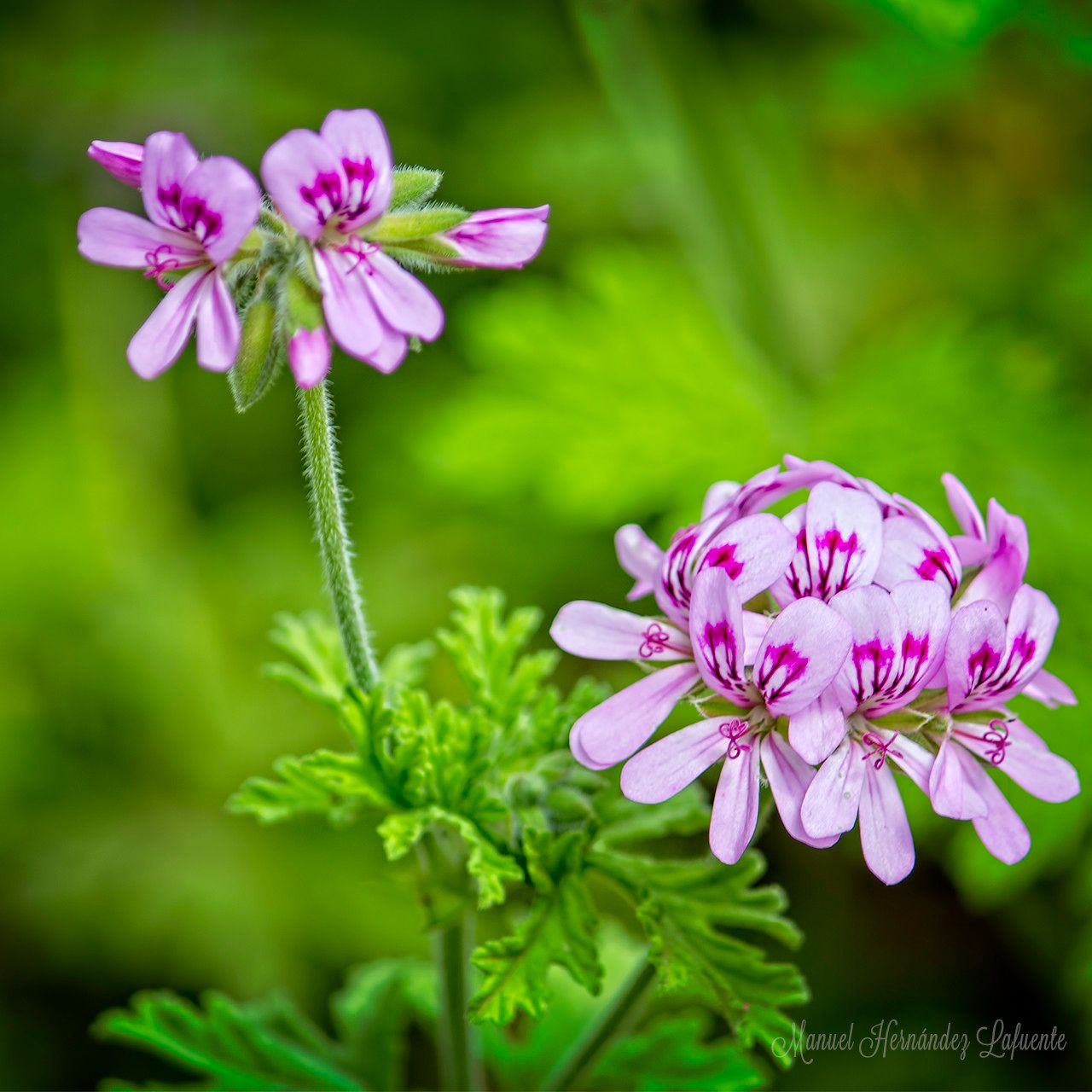 Pelargonium capitatum flower