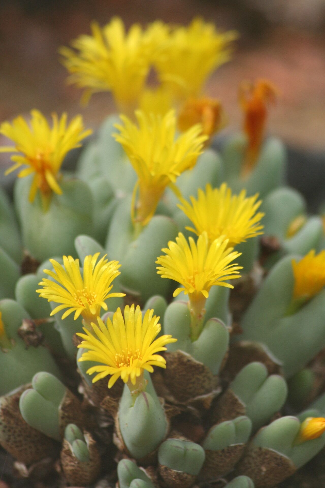 Conophytum bilobum flower