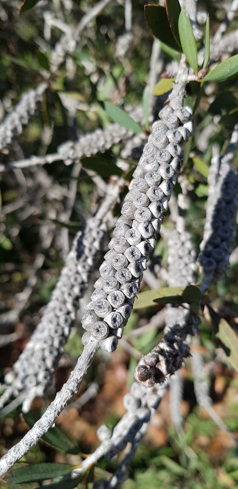 Melaleuca pallida fruit
