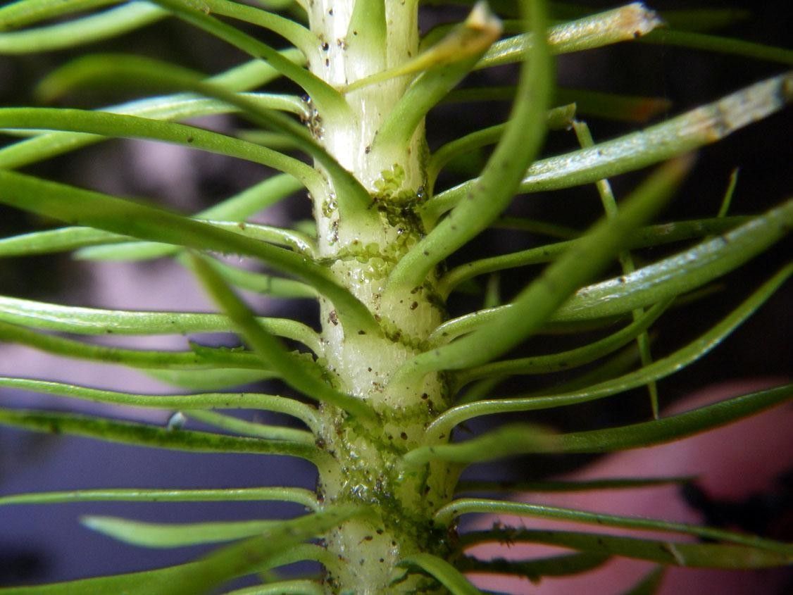 Phlegmariurus dichotomus — related species from the same genus