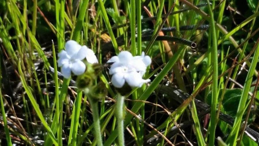 Plagiobothrys nothofulvus flower
