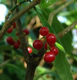 Psychotria nigra fruit
