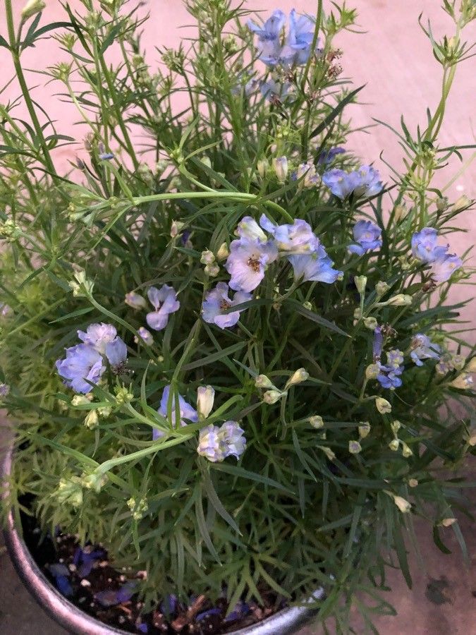 Delphinium geraniifolium — search result for 'Delphinium'