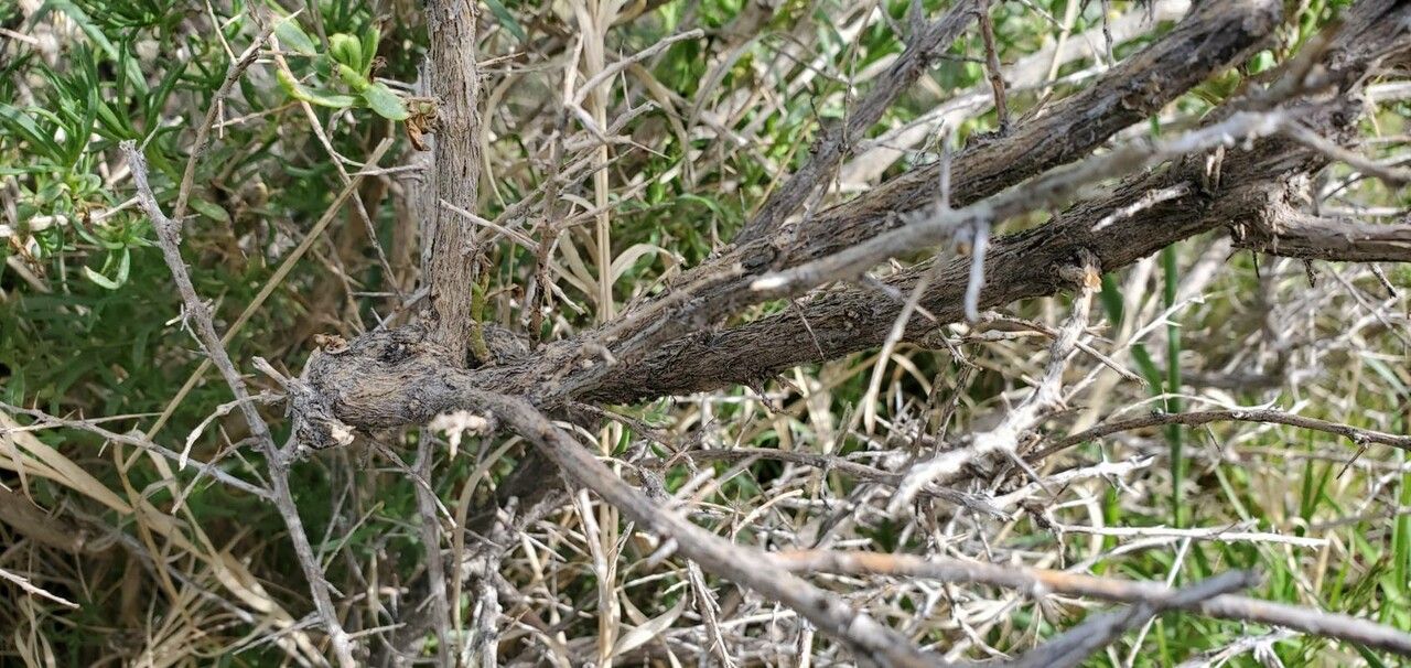 Sarcobatus vermiculatus bark