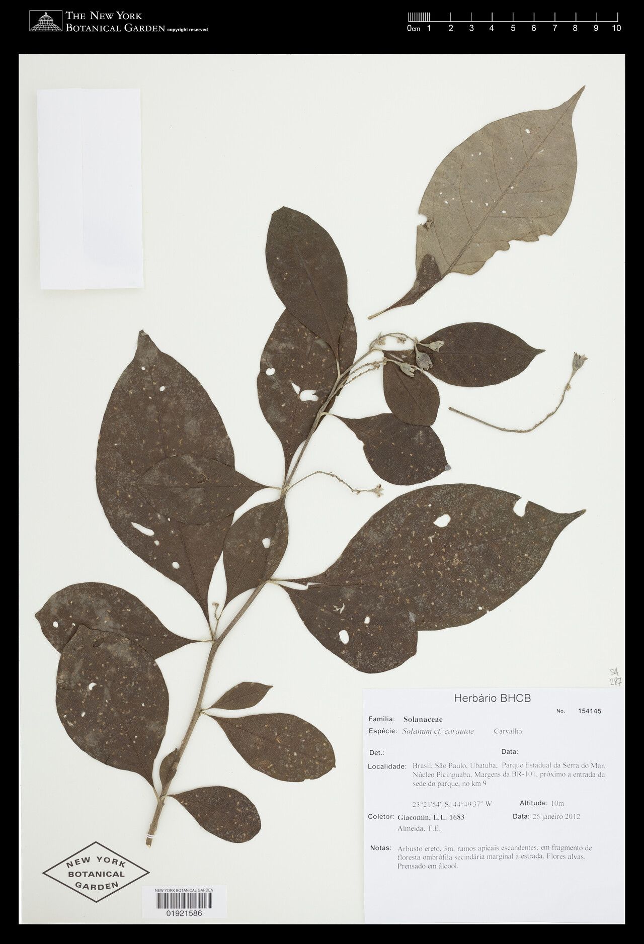 Solanum carautae — houseplant care guide