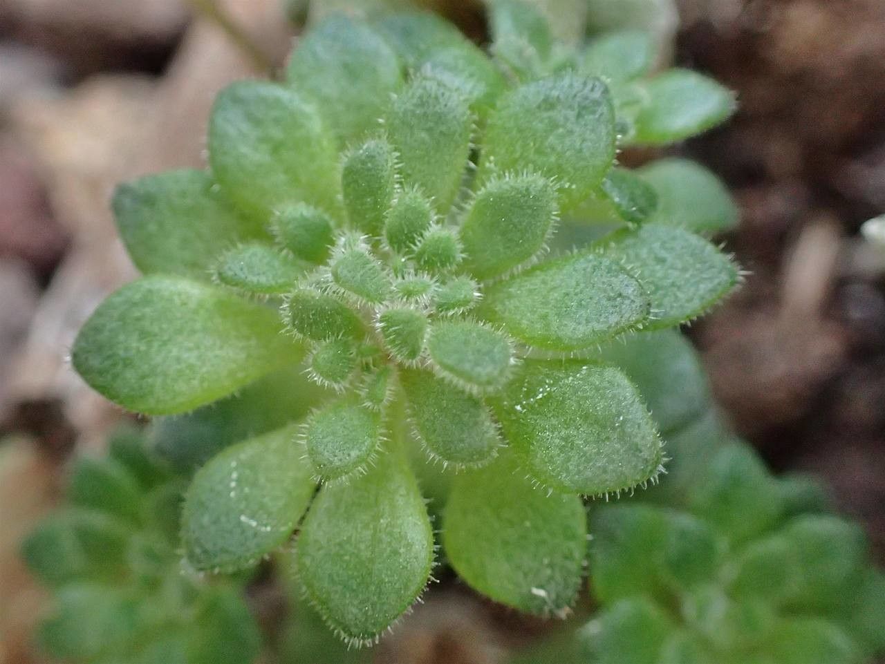 Anacampseros retusa habit