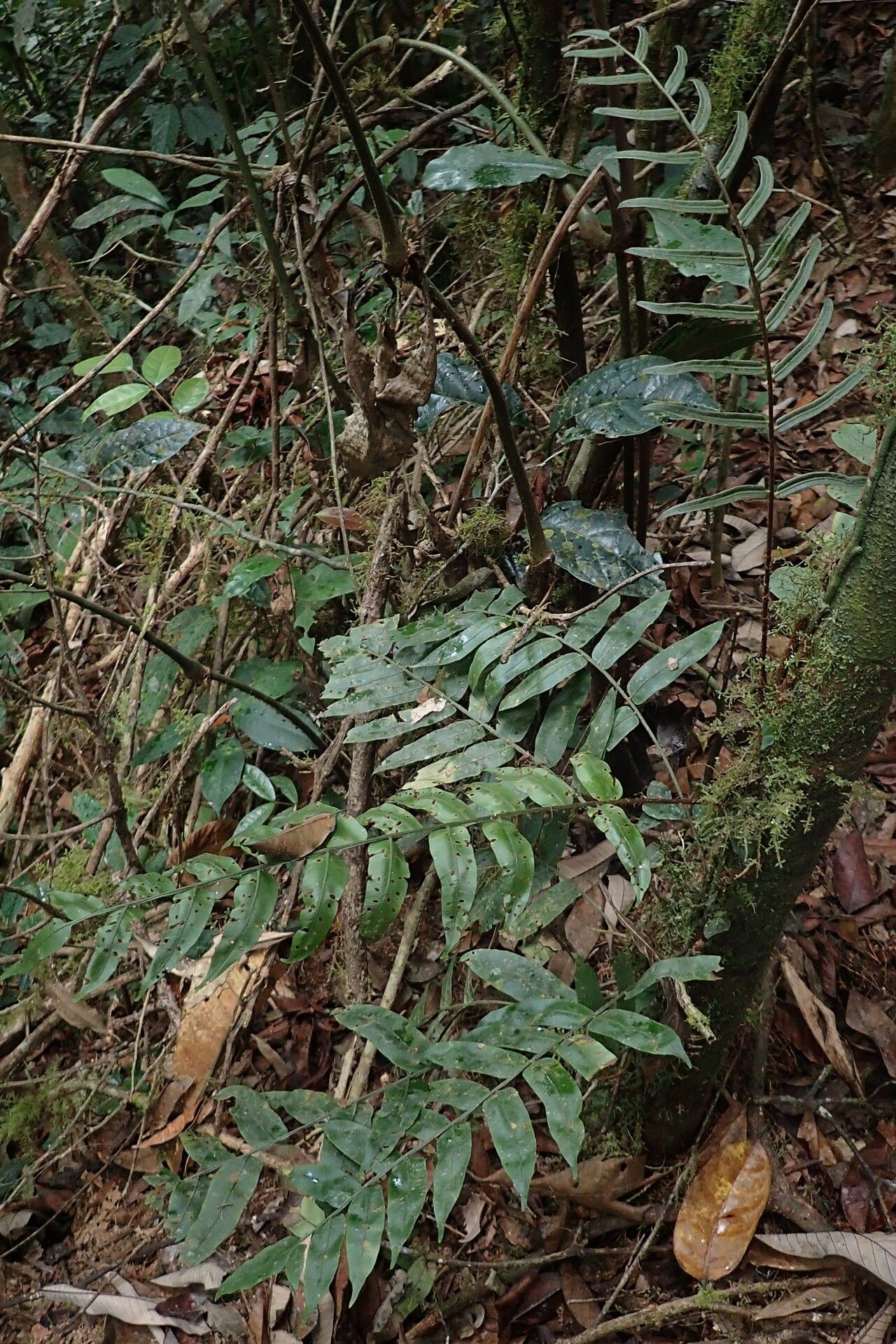 Lomariopsis hederacea habit