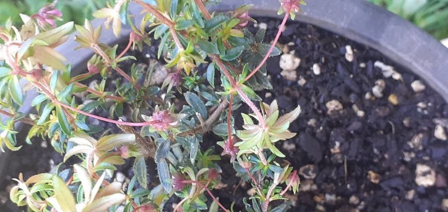 Bauera rubioides — search result for 'Cunoniaceae'