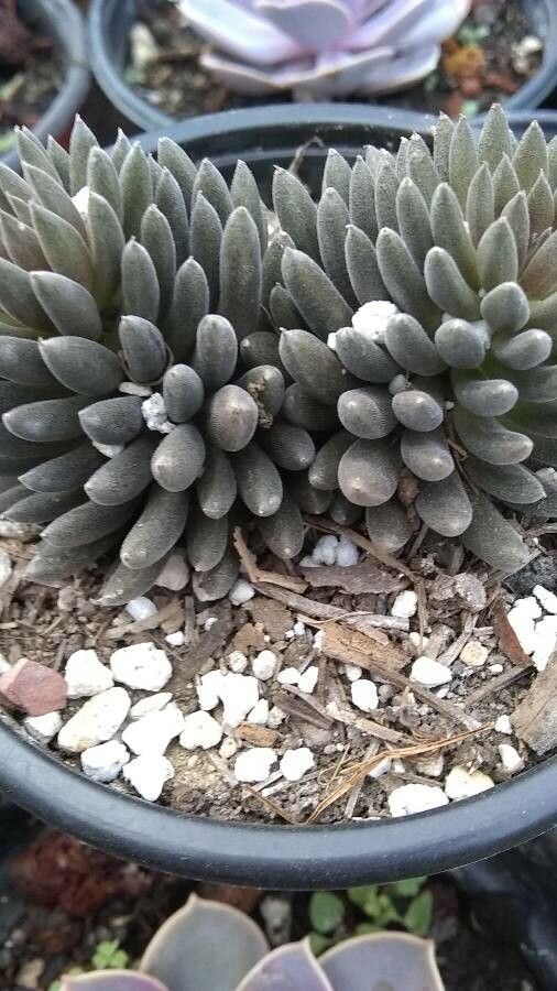 Sinocrassula yunnanensis leaf